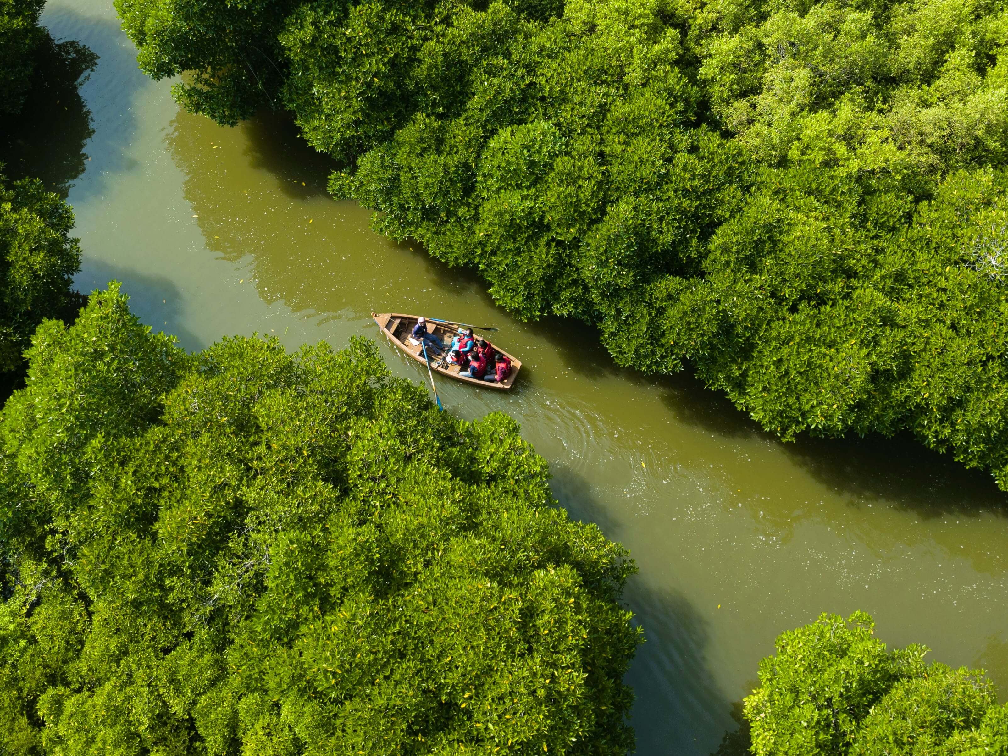 pichavaram mangrove